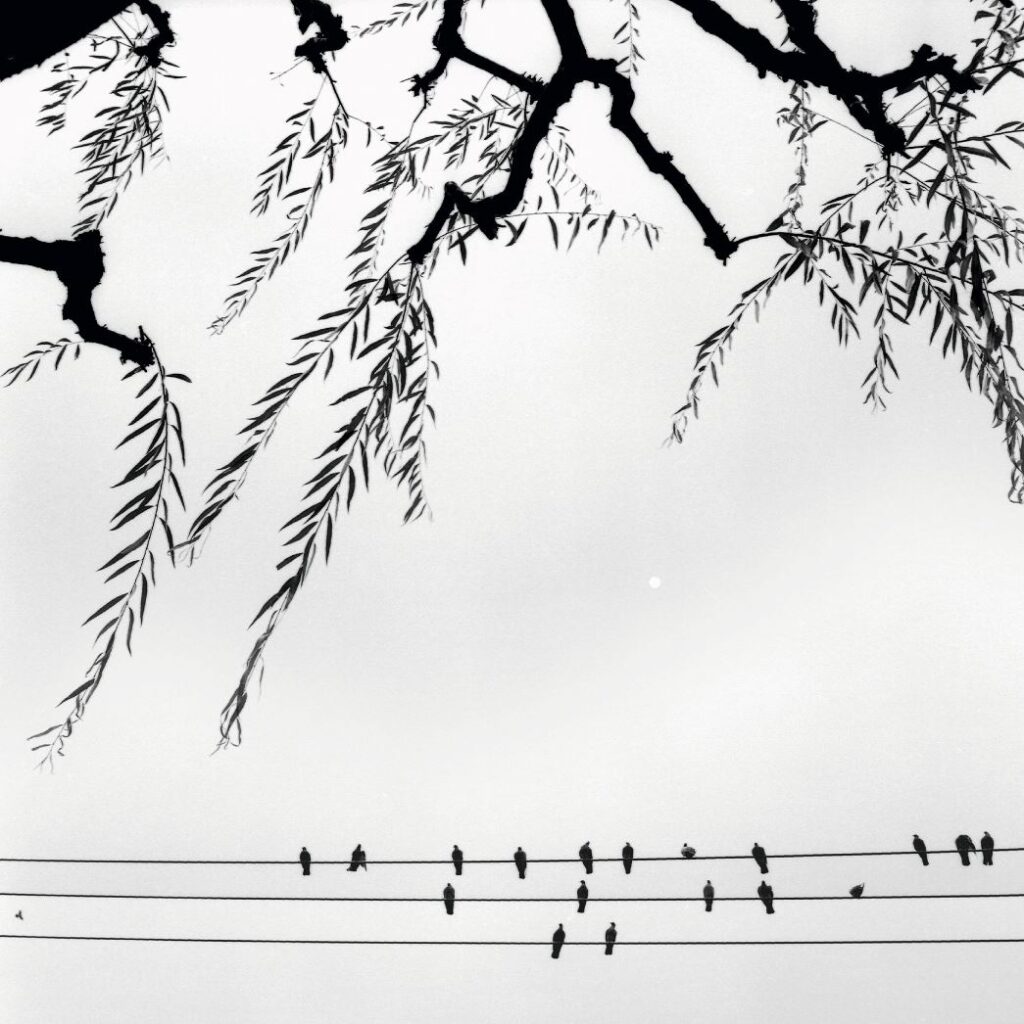 Oiseaux sur fils électriques avec branches d'arbre au -dessus.