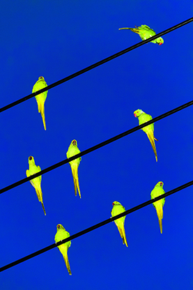 Huit oiseaux jaunes sur fils électriques
