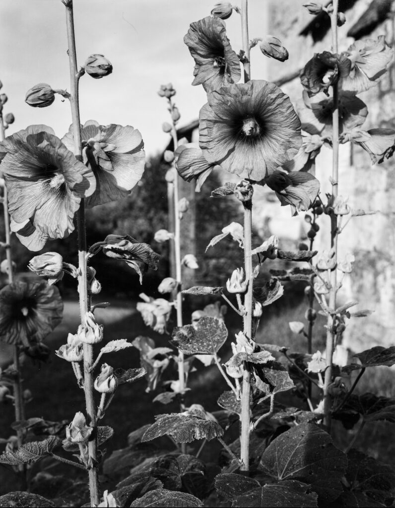 Photographie de N.Nixon de Roses trémières
