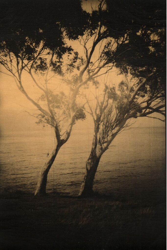 Photographie de J.Requena montrant deux arbres dans l'eau