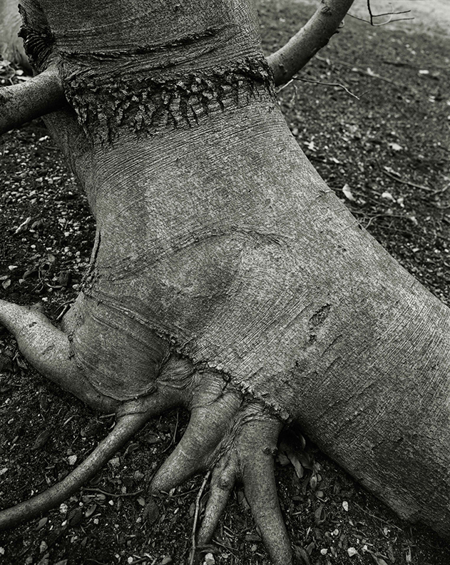 Photograph by Nixon of a large tree root on the surface