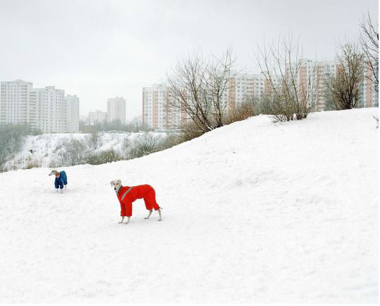 Chien habillé d'un manteau rouge dans la neige