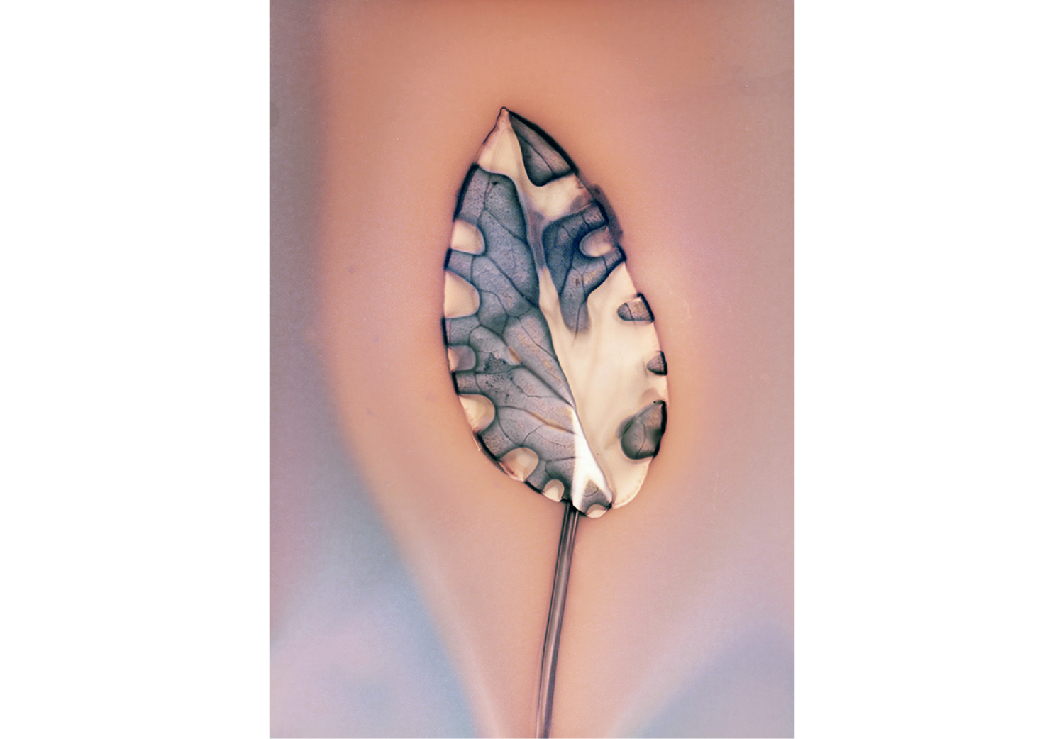 © Anaïs Tondeur, Fleurs de feux, Phytographie, Arum italicum, Lago Patria, Terre des Feux, Italie, 2024